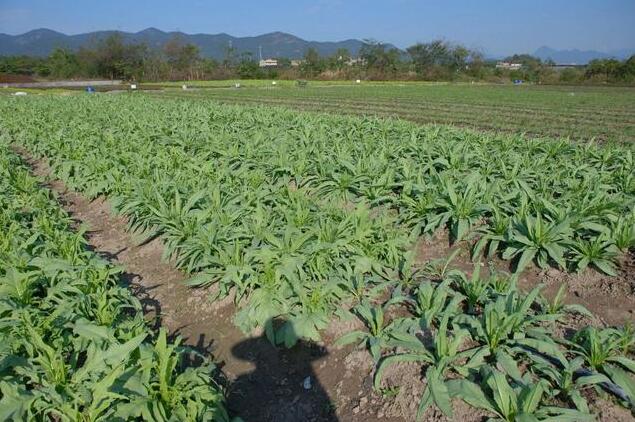 好吃易种的油麦菜春种不能忘