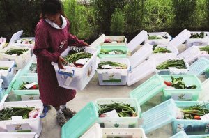 如今绿色蔬菜无公害已经得到大家认可了