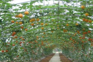 露地香菜是怎么施肥的你知道吗