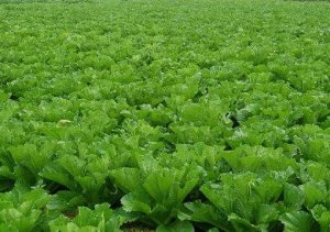 你知道大批量蔬菜是怎么进行保鲜的吗